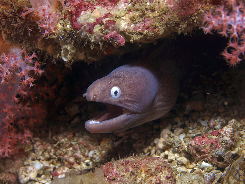 White Eyed Moray Eel, Canyons